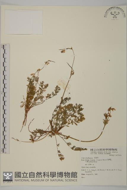 登錄號:S073811藏品圖，第1張