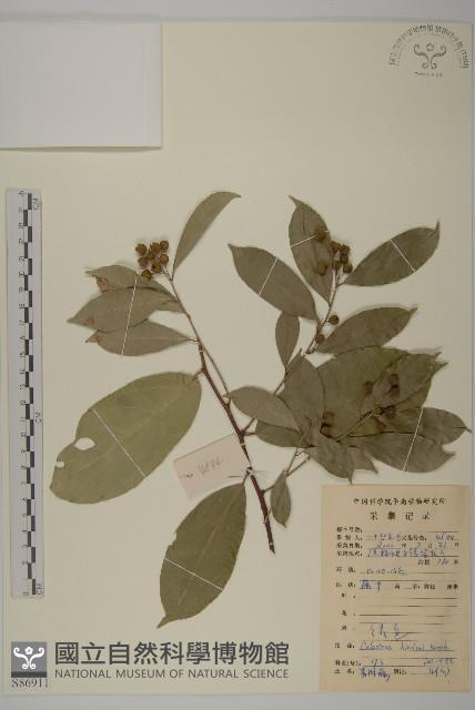 南華南蛇藤，青江藤藏品圖，第1張