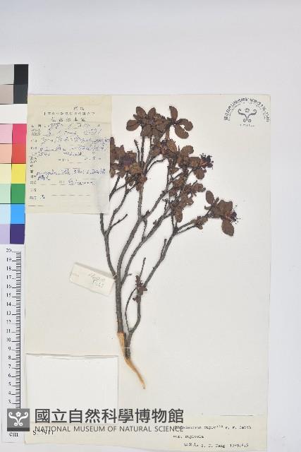 岩生杜鵑花藏品圖，第1張