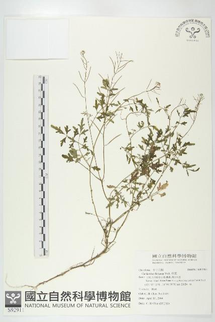 焊菜藏品圖，第1張