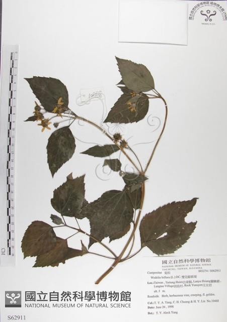雙花蟛蜞菊藏品圖，第1張