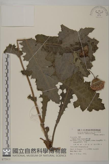 南國小薊藏品圖，第1張