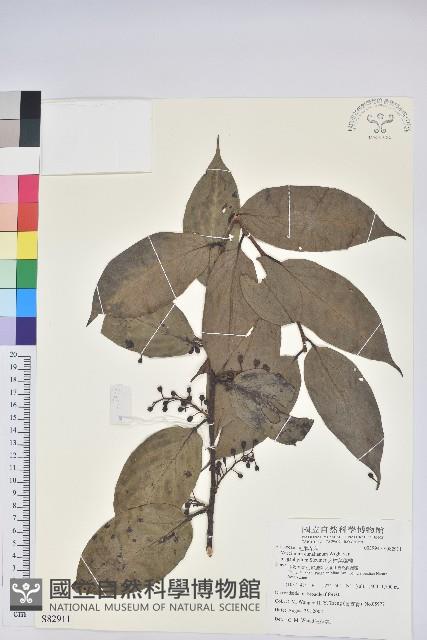 大樟葉越橘藏品圖，第1張