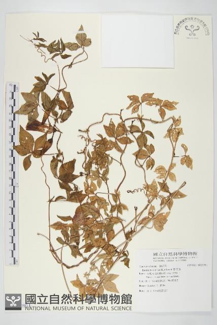 番仔藤藏品圖，第1張