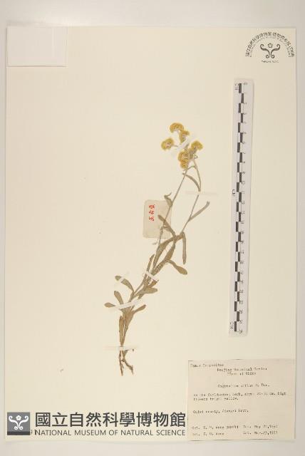 鼠麴草藏品圖，第1張