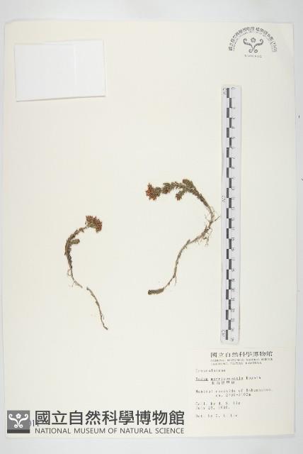 玉山佛甲草藏品圖，第1張