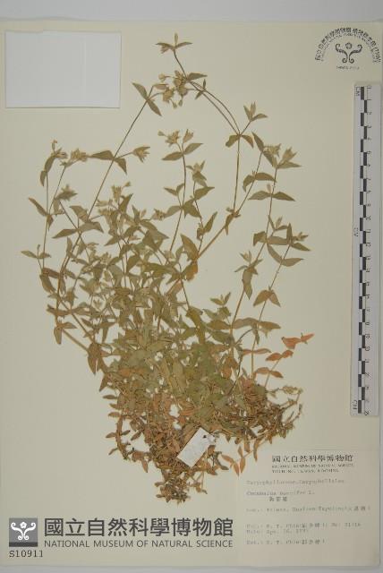 狗筋蔓藏品圖，第1張