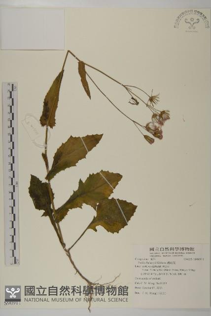 纓絨花藏品圖，第1張