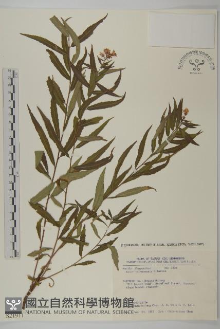 臺灣馬蘭藏品圖，第1張