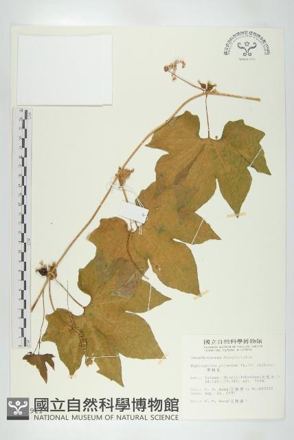 雙輪瓜藏品圖，第1張