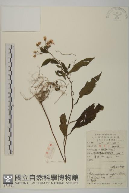 登錄號:S051911藏品圖，第1張