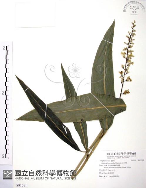 山月桃藏品圖，第1張