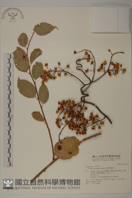 光果南蛇藤藏品圖，第1張