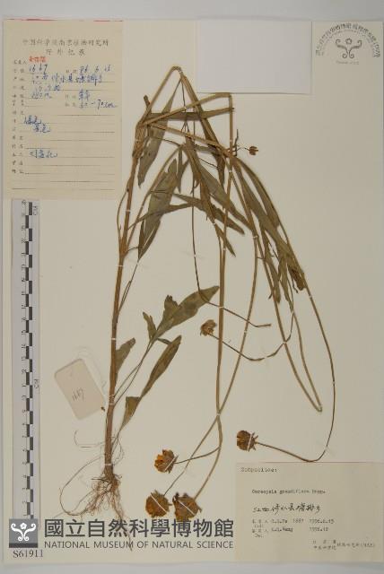 大花金雞菊藏品圖，第1張