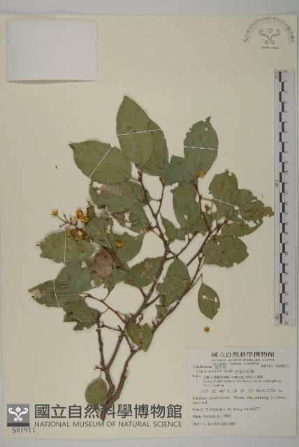 南華南蛇藤，青江藤藏品圖，第1張