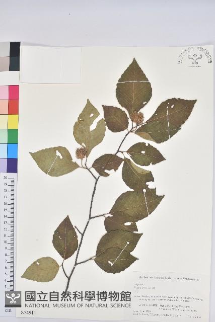 登錄號:S074911藏品圖，第1張