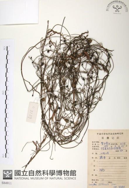 無根草藏品圖，第1張