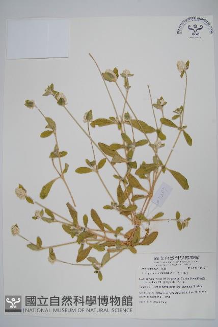 假千日紅藏品圖，第1張