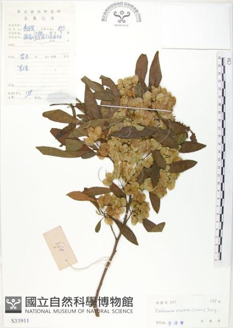 車桑子藏品圖，第1張