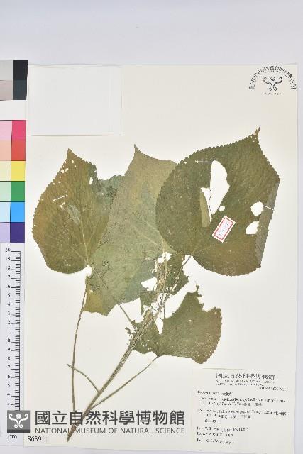 臺灣山麻桿藏品圖，第1張