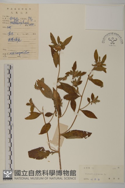 杓兒菜藏品圖，第1張
