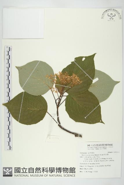 燈台樹藏品圖，第1張