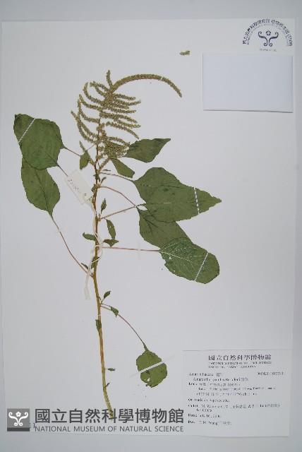 青莧藏品圖，第1張