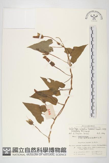 登錄號:S020511藏品圖，第1張