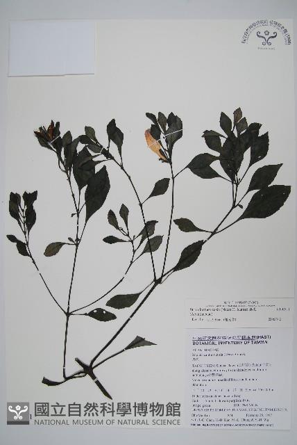 馬藍藏品圖，第1張