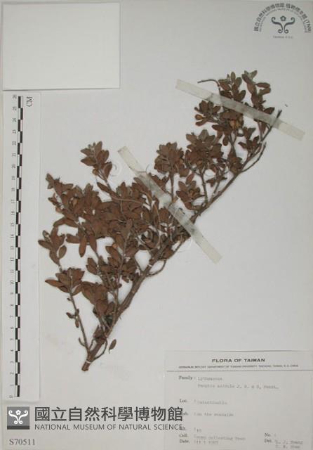 水芫花藏品圖，第1張