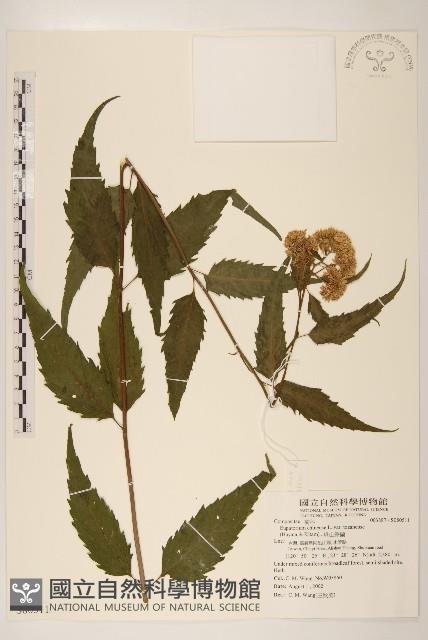 塔山澤蘭藏品圖，第1張