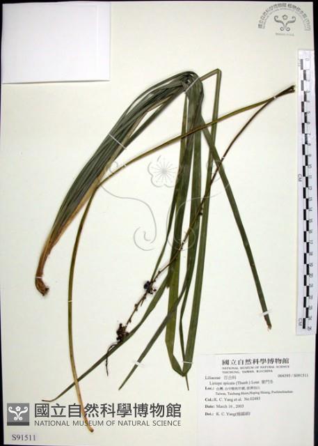 麥門冬藏品圖，第1張