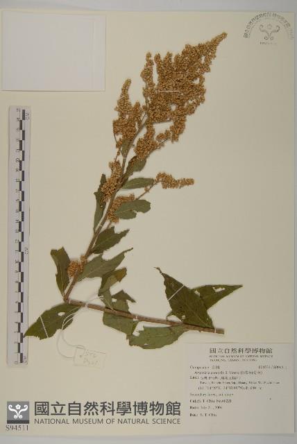 珍珠蒿、奇蒿藏品圖，第1張