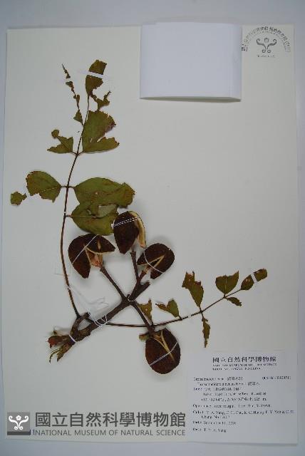 鐘萼木藏品圖，第1張