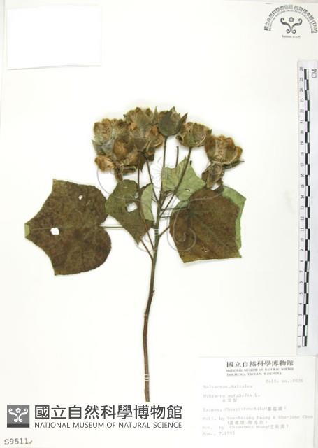 山芙蓉、臺灣山芙蓉、狗頭芙蓉藏品圖，第1張