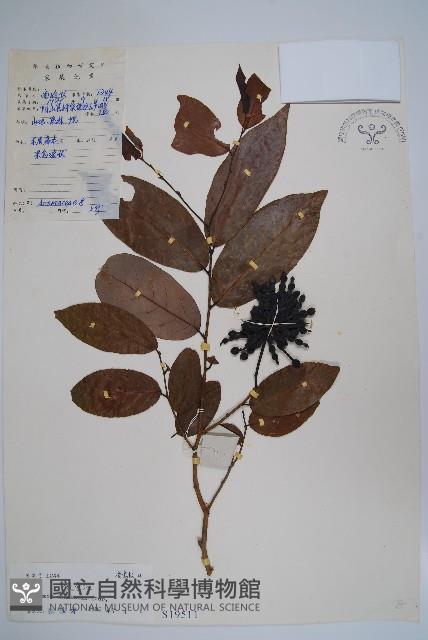 假鷹爪藏品圖，第1張