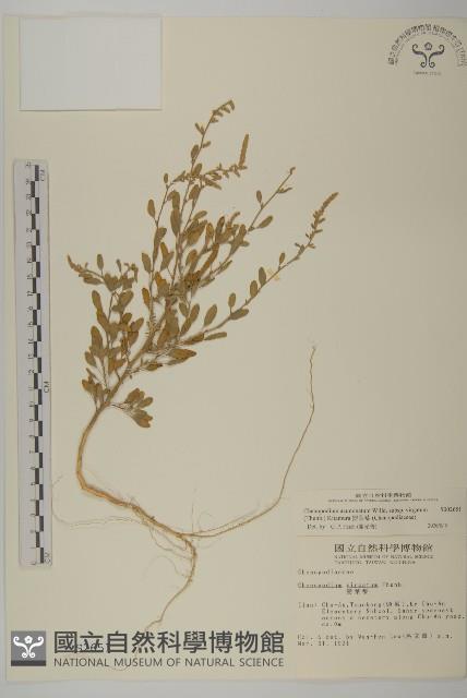 變葉藜藏品圖，第1張