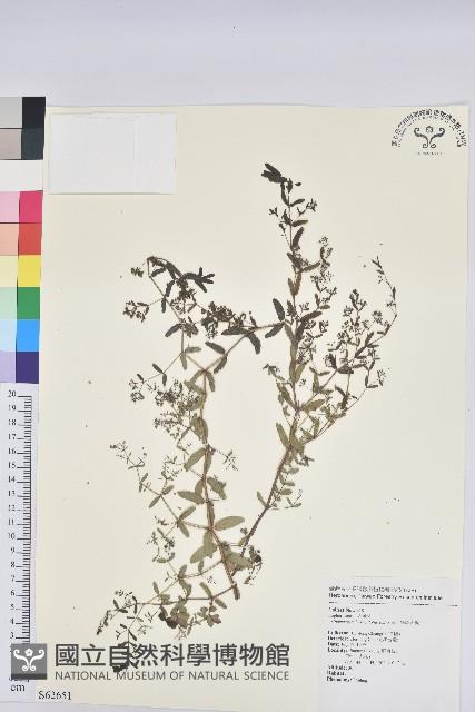 紫斑大戟藏品圖，第1張