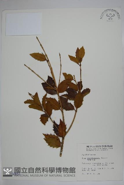 Bioritsu holly Collection Image, Figure 1, Total 2 Figures