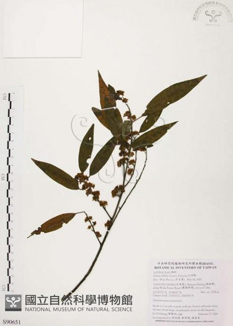 山胡椒藏品圖，第1張