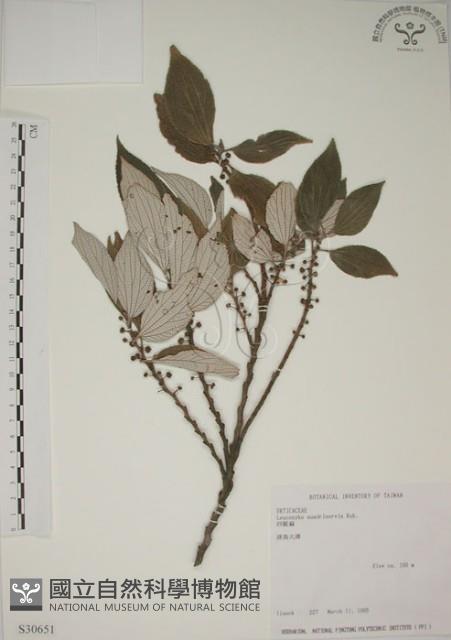 四脈麻藏品圖，第1張