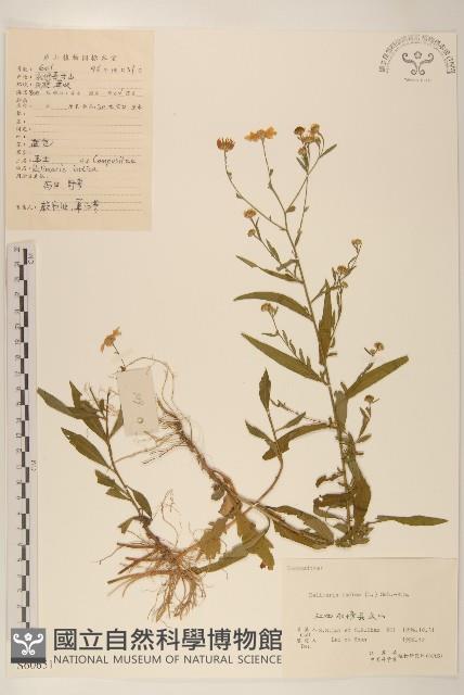 雞兒腸藏品圖，第1張