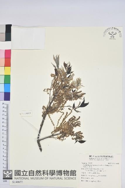 青剛櫟、鐵椆藏品圖，第1張