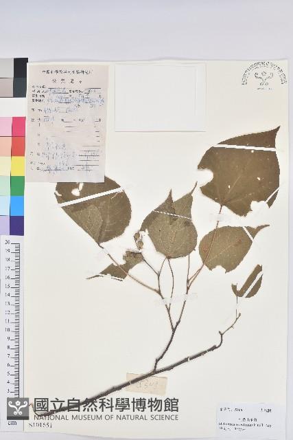 紅背山麻桿藏品圖，第1張