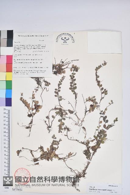 銅錢葉白珠藏品圖，第1張