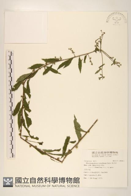 秋分草藏品圖，第1張
