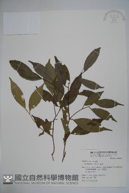 糊樗藏品圖，第1張