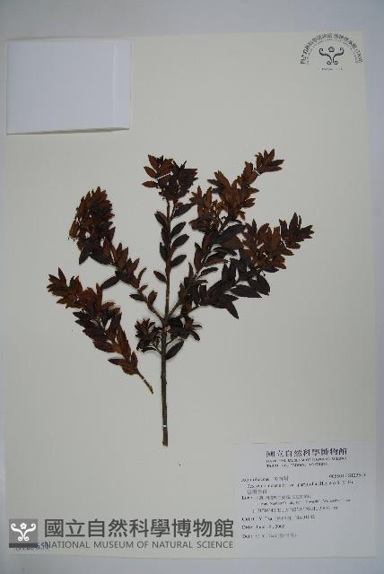 雲南冬青藏品圖，第1張