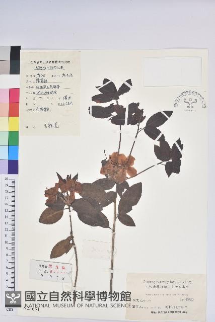 馬銀花藏品圖，第1張