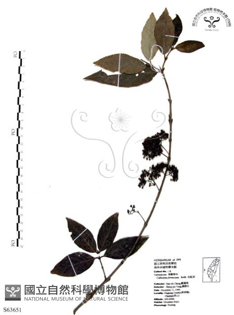 杜虹花，台灣紫珠藏品圖，第1張